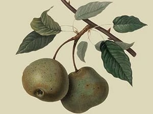 Crasanne Pear by William Hooker #2 - Art Print