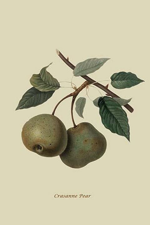 Crasanne Pear by William Hooker #2 - Art Print