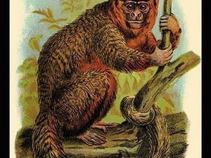 The Red Titi by G.R. Waterhouse - Art Print