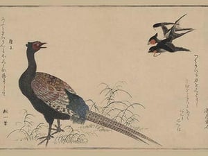 Pheasant - Art Print