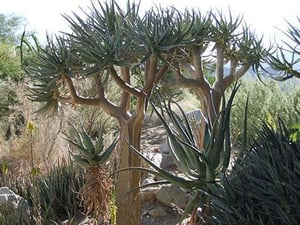 Desert Tree by Jason Pierce - Art Print