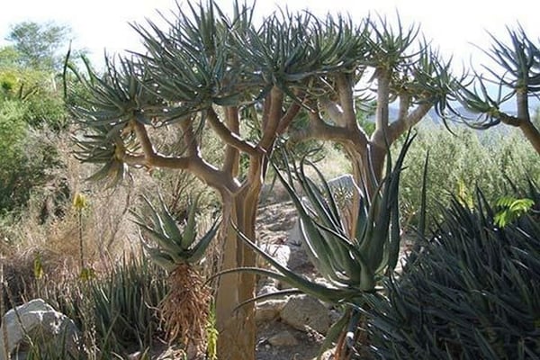 Desert Tree by Jason Pierce - Art Print