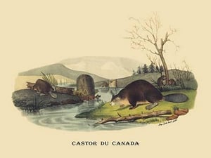 Castor du Canada (Beaver) by E. F. Noel - Art Print