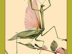 The Praying Mantis by Edward Detmold - Art Print