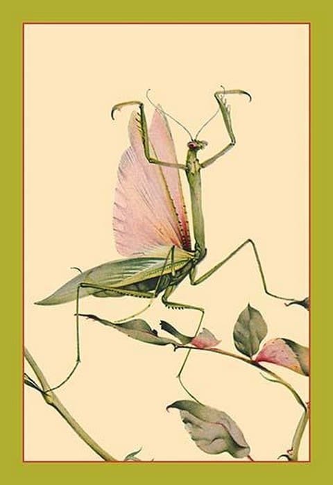 The Praying Mantis by Edward Detmold - Art Print