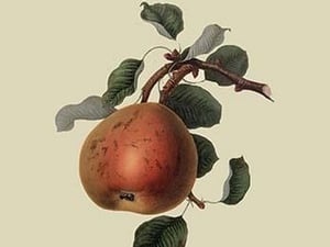 Gansel's Bergamot Pear by William Hooker - Art Print