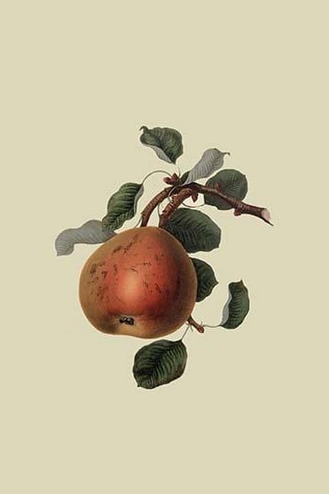 Gansel's Bergamot Pear by William Hooker - Art Print