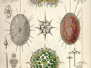 Dorataspis with Haliommatidium and Didymocyrtis Ceratospyris by Ernst Haeckel - Art Print