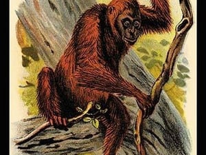 The Orang-utan by G.R. Waterhouse - Art Print
