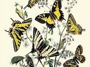 Butterflies: P. Podaliris