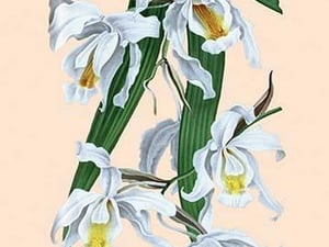 Orchid: Coelogyne Cristata - Art Print