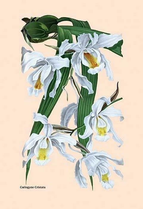 Orchid: Coelogyne Cristata - Art Print