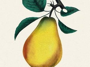 Bartlett Pear - Art Print
