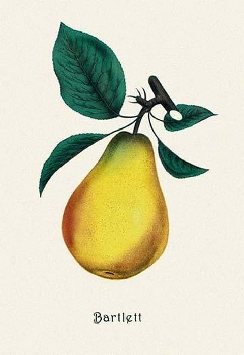 Bartlett Pear - Art Print
