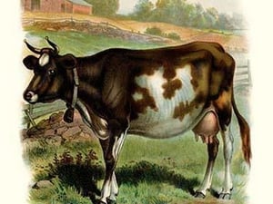 The Cow - Art Print