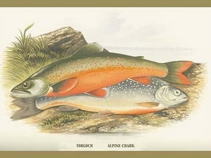 Torgoch and Alpine Charr. by A.F. Lydon - Art Print
