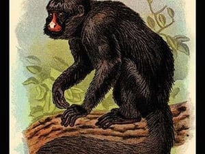 The White-Nosed Saki by G.R. Waterhouse - Art Print