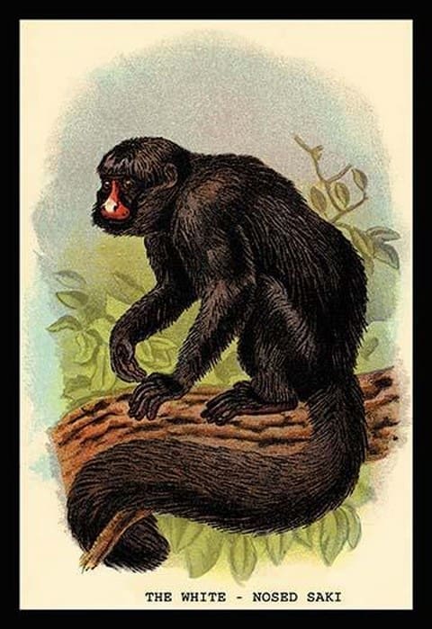 The White-Nosed Saki by G.R. Waterhouse - Art Print