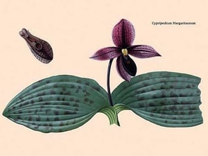 Orchid: Cypripedium Margaritaceum - Art Print