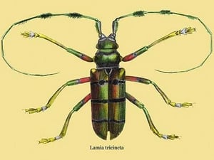 Beetle: Lamia Tricincta #2 by Sir William Jardine - Art Print