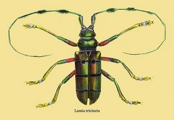 Beetle: Lamia Tricincta #2 by Sir William Jardine - Art Print