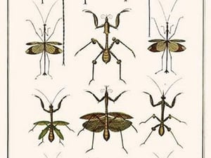 Dragonflies