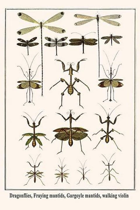 Dragonflies