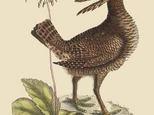 American Partridge by Mark Catesby #2 - Art Print