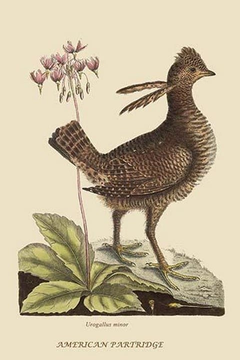 American Partridge by Mark Catesby #2 - Art Print