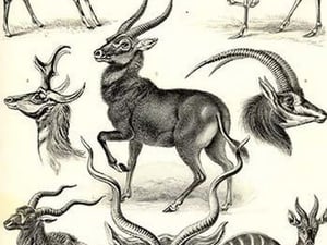 Antilopina by Ernst Haeckel - Art Print
