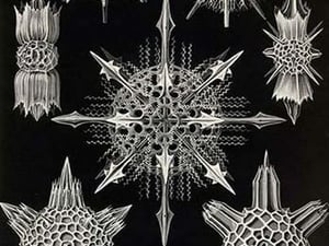 Acanthophracta by Ernst Haeckel - Art Print