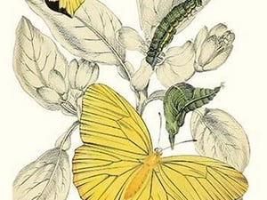 European Butterflies & Moths by James Duncan #26 - Art Print