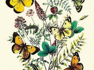 Butterflies: C. Palaeno