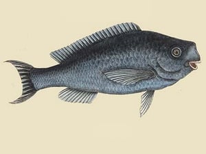 Blue Fish by Mark Catesby - Art Print