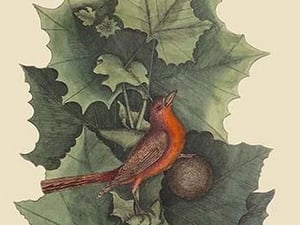 Summer Redbird by Mark Catesby - Art Print