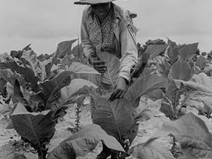 Worming Tobacco by Dorothea Lange - Art Print