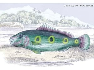 Cychla Orinocencis by Robert H. Schomburgk - Art Print