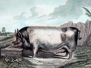 British Boar by Edwin Landseer - Art Print