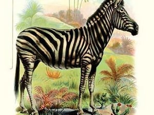 The Zebra - Art Print