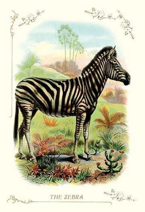 The Zebra - Art Print