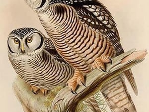 American Hawk Owl by John Gould - Art Print