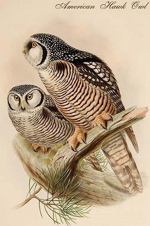 American Hawk Owl by John Gould - Art Print