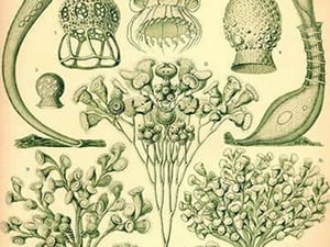 Ciliata by Ernst Haeckel - Art Print