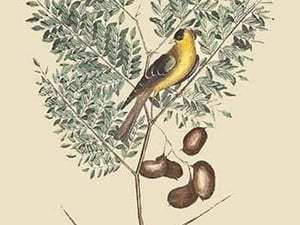 American Goldfinch by Mark Catesby - Art Print