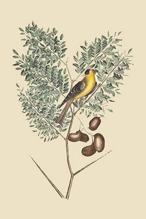 American Goldfinch by Mark Catesby - Art Print