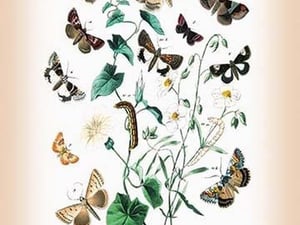 Moths: Zethes Insularis