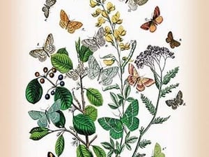Moths: Psodos Quadrifaria