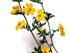 Jasminum Primulinum by H.G. Moon - Art Print