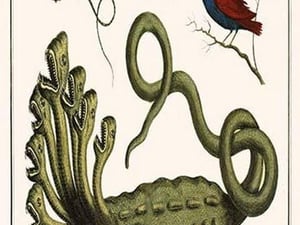 Hydra (Fantasy Creature) by Albertus Seba - Art Print