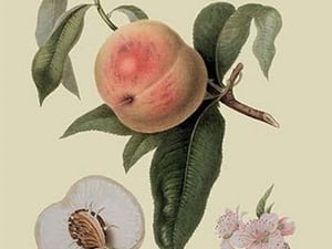 Noble Peach by William Hooker #2 - Art Print